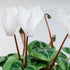 Alpenveilchen 'Winfall outdoor' Weiß (Cyclamen 'Winfall outdoor') - Weiß - winterhart | Bild 2