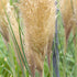 Amerikanisches Pampasgras 'Pumila' (Cortaderia selloana 'Pumila') - Weiß - winterhart | Bild 2