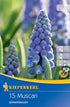 Armenische Traubenhyazinthe, 15 Zwiebeln - Bunt - winterhart | Bild 1