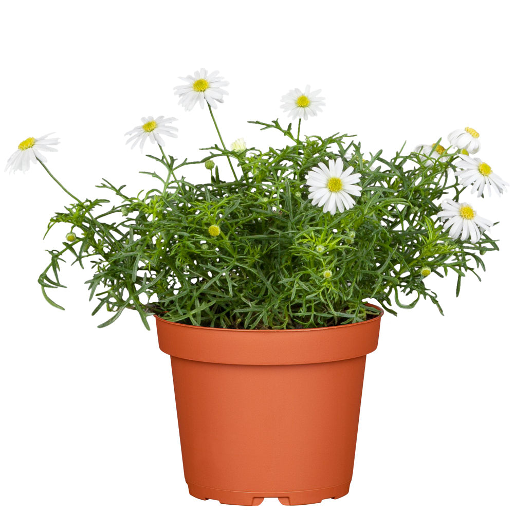 Australisches Gänseblümchen (Brachyscome multifida) - Weiß | Bild 2