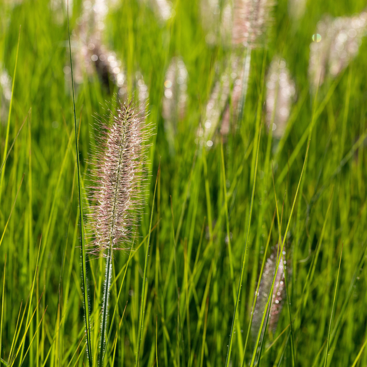 Australisches Lampenputzergras 'Little Bunny' (Pennisetum alopecuroides 'Little Bunny') - Grün - sommergrün - winterhart | Bild 1
