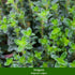 Balkonblumen "Aromatische Vielfalt", 9 Pflanzen - Bunt | Bild 6