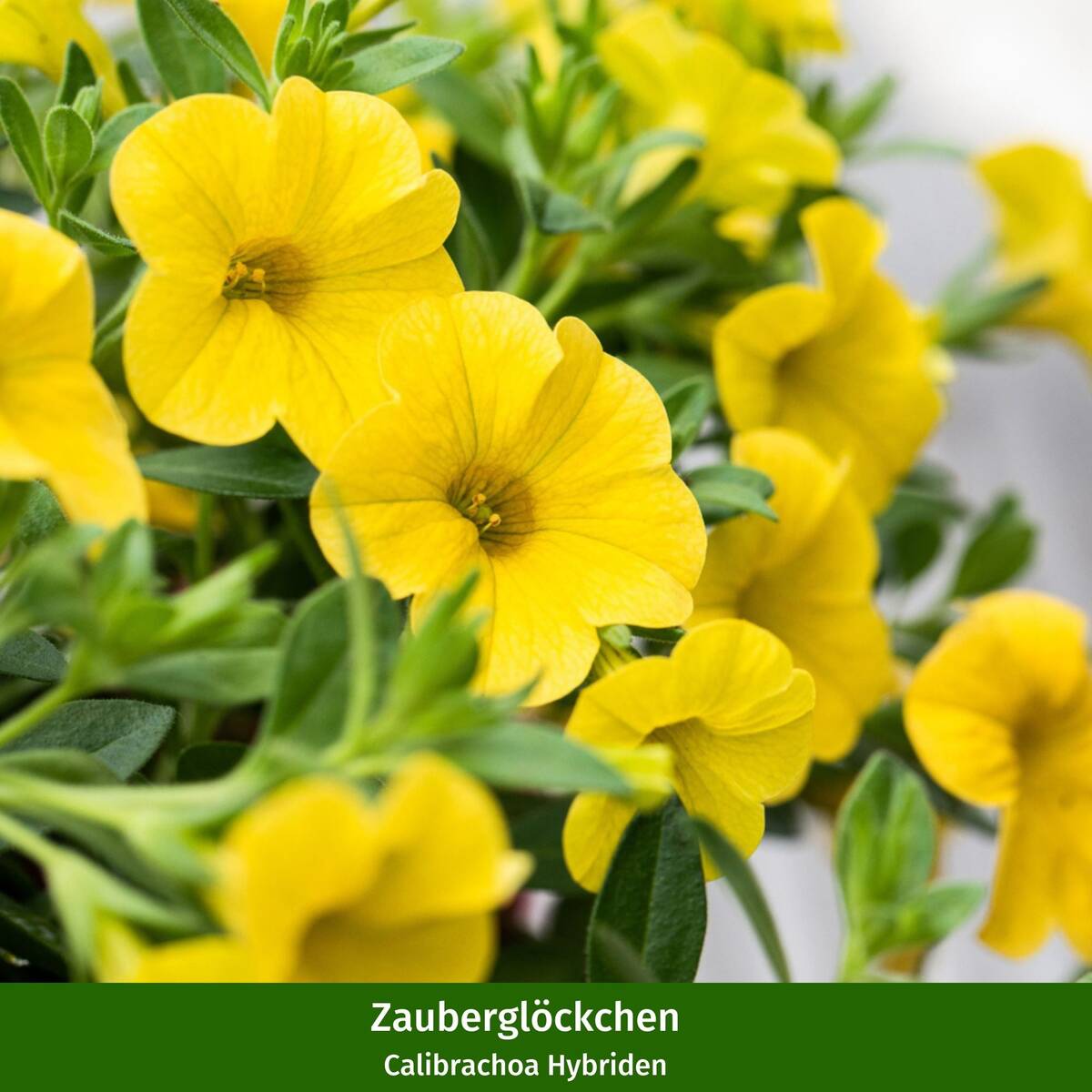 Balkonblumen "Bunte Zauberglöckchen", 6 Pflanzen - Bunt | Bild 4