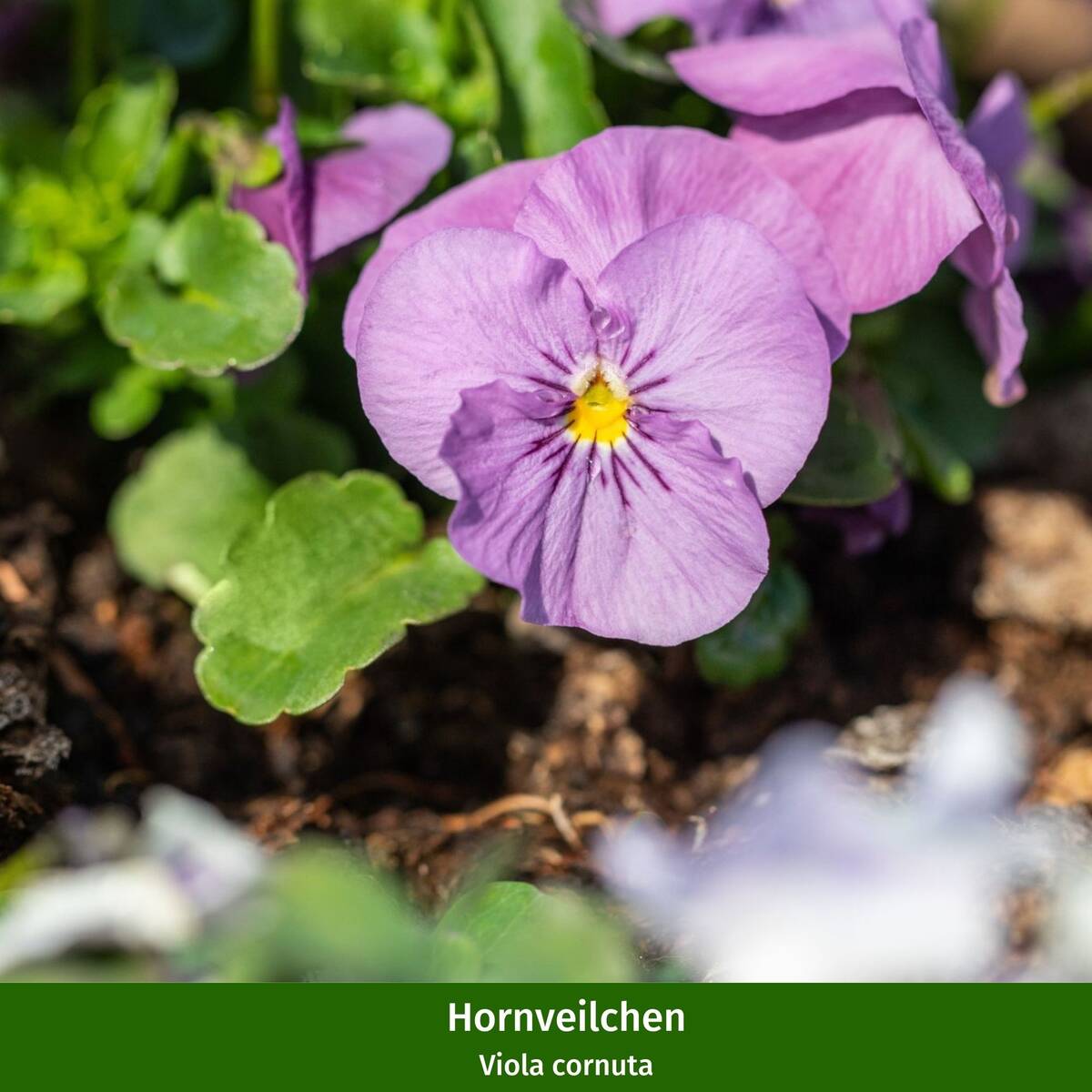 Balkonblumen "Bunter Frühlingskorb", 11 Pflanzen - Bunt - winterhart - bienenfreundlich | Bild 6