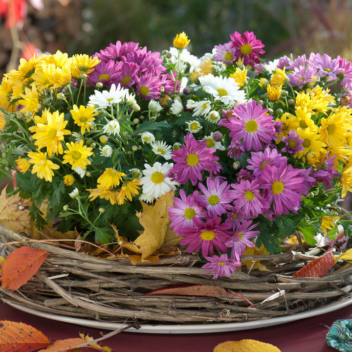 Balkonblumen "Chrysanthemenherbst", 6 Pflanzen - Bunt | Bild 2