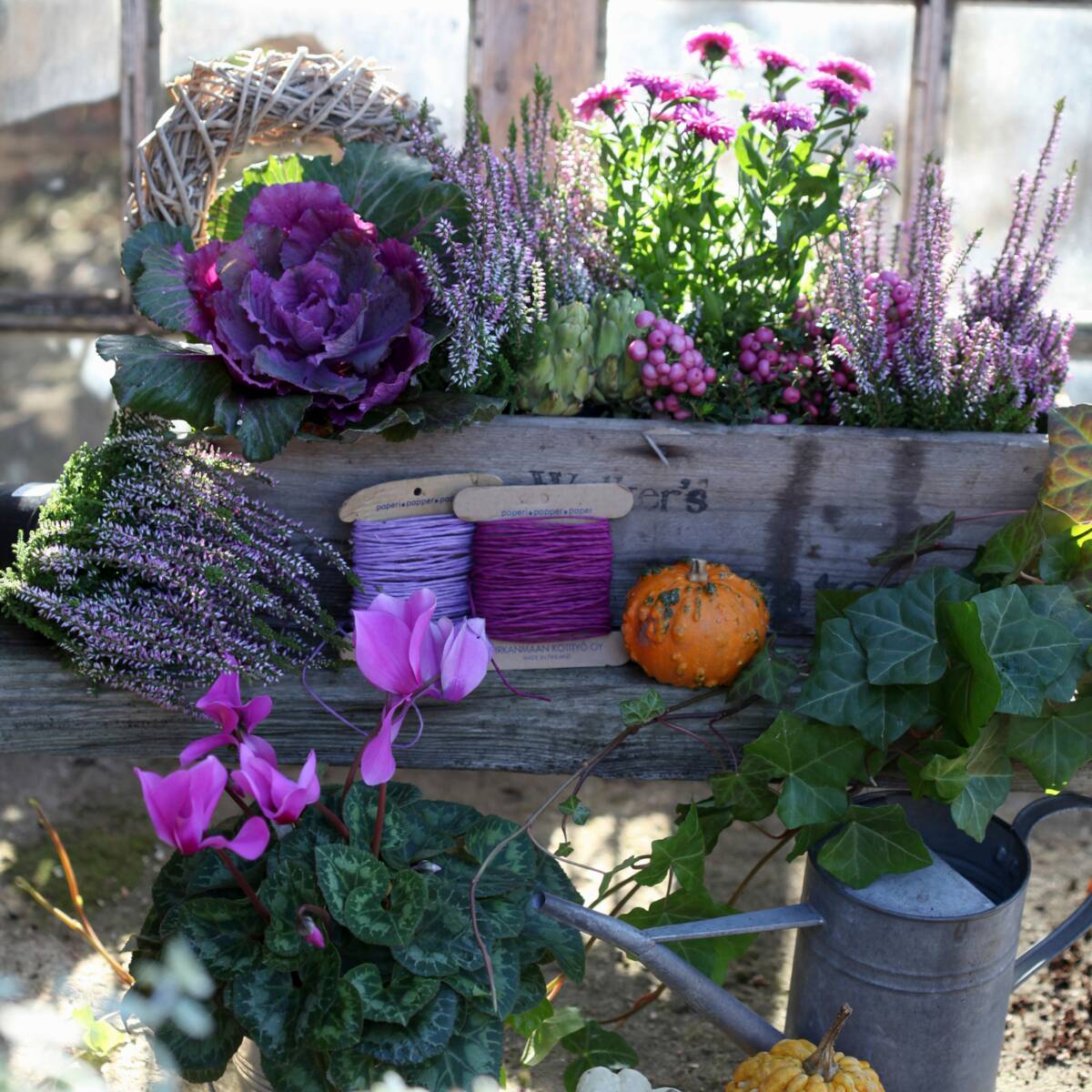 Balkonblumen "Herbstvielfalt", 9 Pflanzen - Bunt | Bild 1