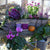 Balkonblumen "Herbstvielfalt", 9 Pflanzen - Bunt | Bild 1