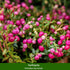 Balkonblumen "Herbstvielfalt", 9 Pflanzen - Bunt | Bild 2