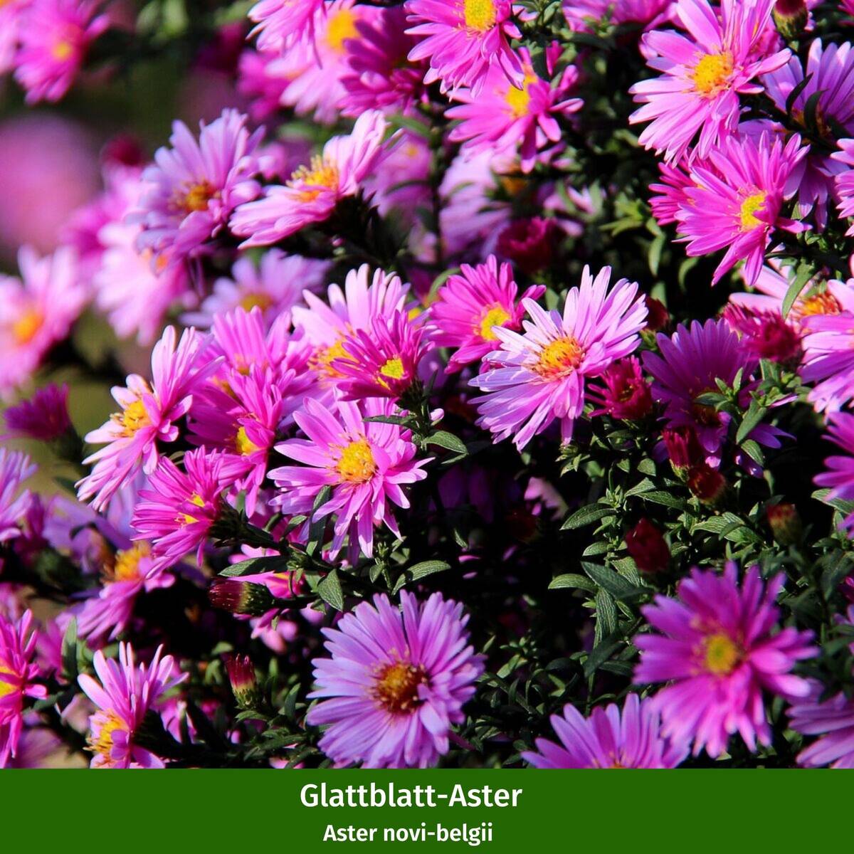 Balkonblumen "Herbstvielfalt", 9 Pflanzen - Bunt | Bild 4