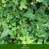 Balkonblumen "Herbstvielfalt", 9 Pflanzen - Bunt | Bild 5