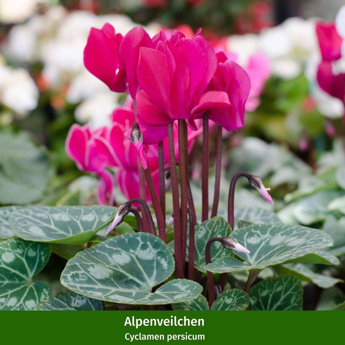 Balkonblumen "Herbstvielfalt", 9 Pflanzen - Bunt | Bild 6