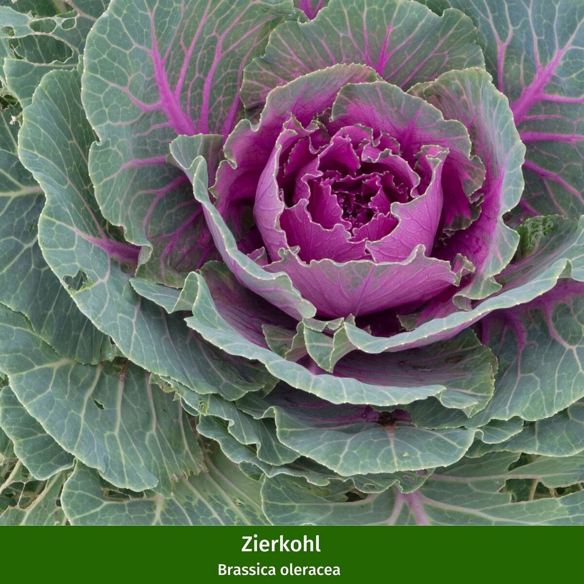 Balkonblumen "Herbstvielfalt", 9 Pflanzen - Bunt | Bild 7