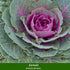 Balkonblumen "Herbstvielfalt", 9 Pflanzen - Bunt | Bild 7
