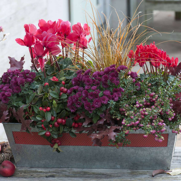 Balkonblumen "Herbstwunder", 9 Pflanzen - Bunt | Bild 1