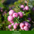Balkonblumen "Herbstwunder", 9 Pflanzen - Bunt | Bild 5