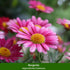 Balkonblumen "Rosa Sommer", 6 Pflanzen - Rosa | Bild 3