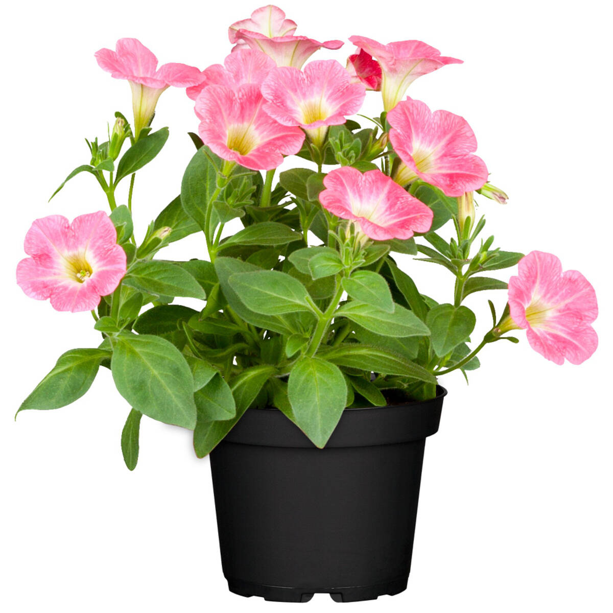 Balkonblumen "Rosa Sommer", 6 Pflanzen - Rosa | Bild 6