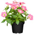 Balkonblumen "Rosa Sommer", 6 Pflanzen - Rosa | Bild 6