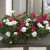 Balkonblumen "Rot-weißes Fest", 6 Pflanzen - Bunt | Bild 1