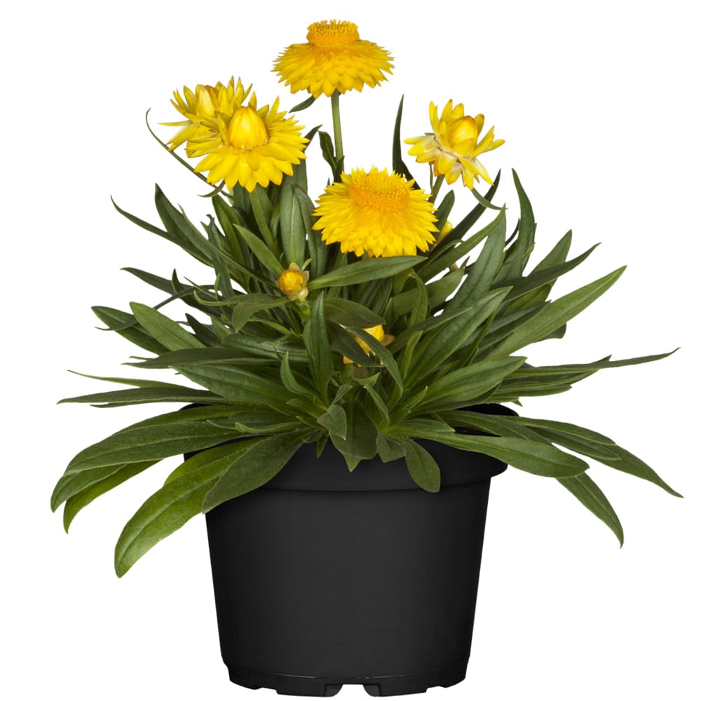 Balkonblumen "Sonnenliebhaber", 6 Pflanzen - Bunt - winterhart | Bild 4