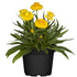 Balkonblumen "Sonnenliebhaber", 6 Pflanzen - Bunt - winterhart | Bild 4