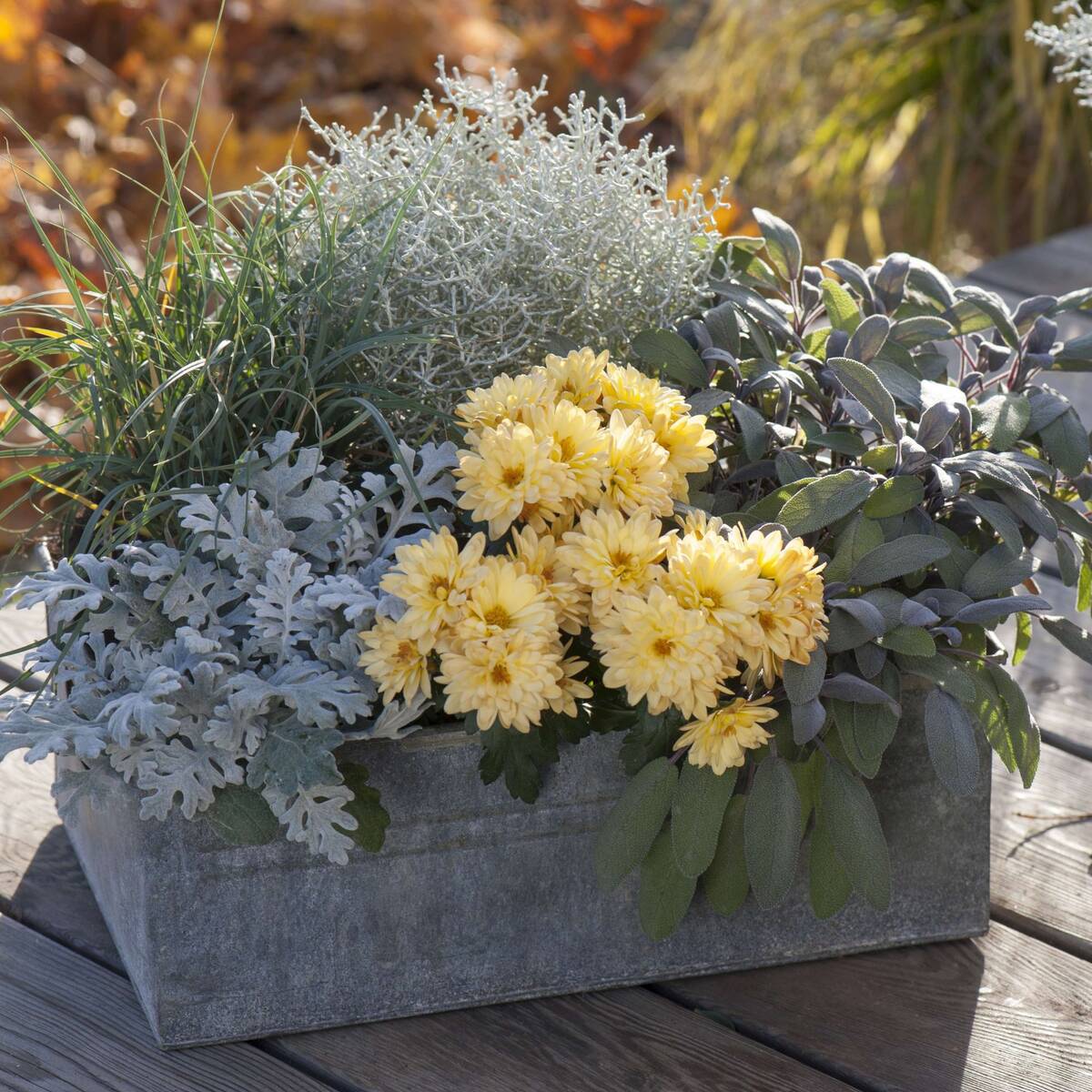 Balkonblumen "Sonniger Silber-Mix", 10 Pflanzen - Gelb | Bild 3