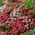 Balkonblumen "Torfmyrtenzauber", 6 Pflanzen - Bunt | Bild 1