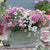 Balkonblumen "Weiß-Rosa Mix", 6 Pflanzen - Bunt | Bild 1