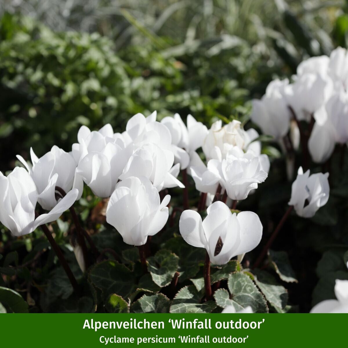 Balkonblumen "Winterzauber in Blüten und Beeren", 6 Pflanzen - Bunt - immergrün - winterhart | Bild 3