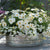 Balkonblumen "Wolkenweiße Pracht", 6 Pflanzen - Weiß - winterhart - bienenfreundlich | Bild 1