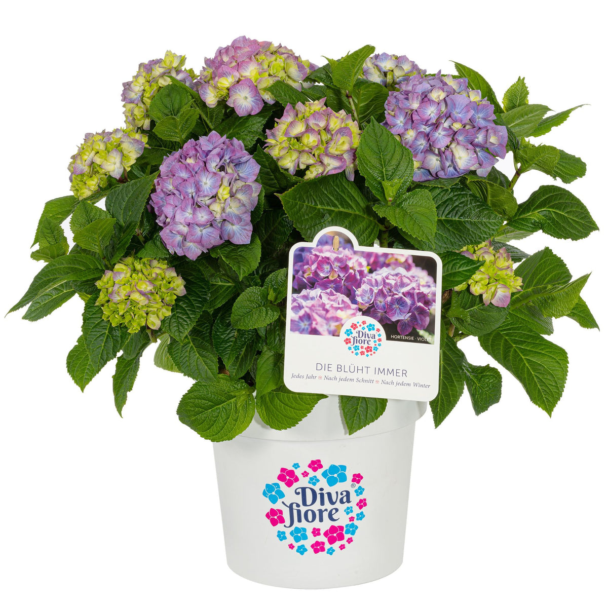 Ballhortensie 'Diva Fiore®' (Hydrangea macrophylla 'Diva Fiore®') - Violett - winterhart | Bild 1