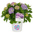 Ballhortensie 'Diva Fiore®' (Hydrangea macrophylla 'Diva Fiore®') - Violett - winterhart | Bild 1