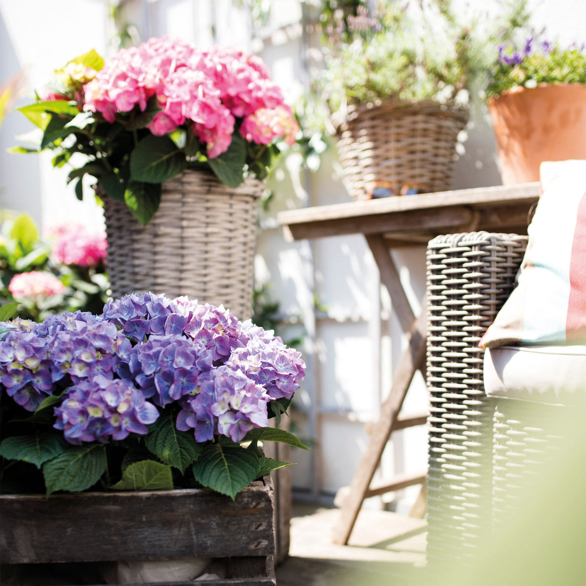 Ballhortensie 'Diva Fiore®' (Hydrangea macrophylla 'Diva Fiore®') - Violett - winterhart | Bild 3
