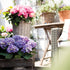 Ballhortensie 'Diva Fiore®' (Hydrangea macrophylla 'Diva Fiore®') - Violett - winterhart | Bild 3