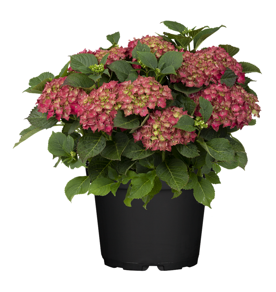 Ballhortensie Rot (Hydrangea macrophylla) - Rot - winterhart | Bild 2