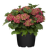 Ballhortensie Rot (Hydrangea macrophylla) - Rot - winterhart | Bild 2