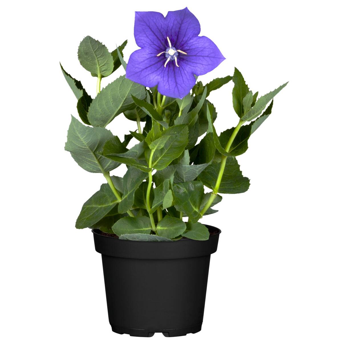 Ballonblume (Platycodon grandiflorus) - Blau - sommergrün - winterhart | Bild 2