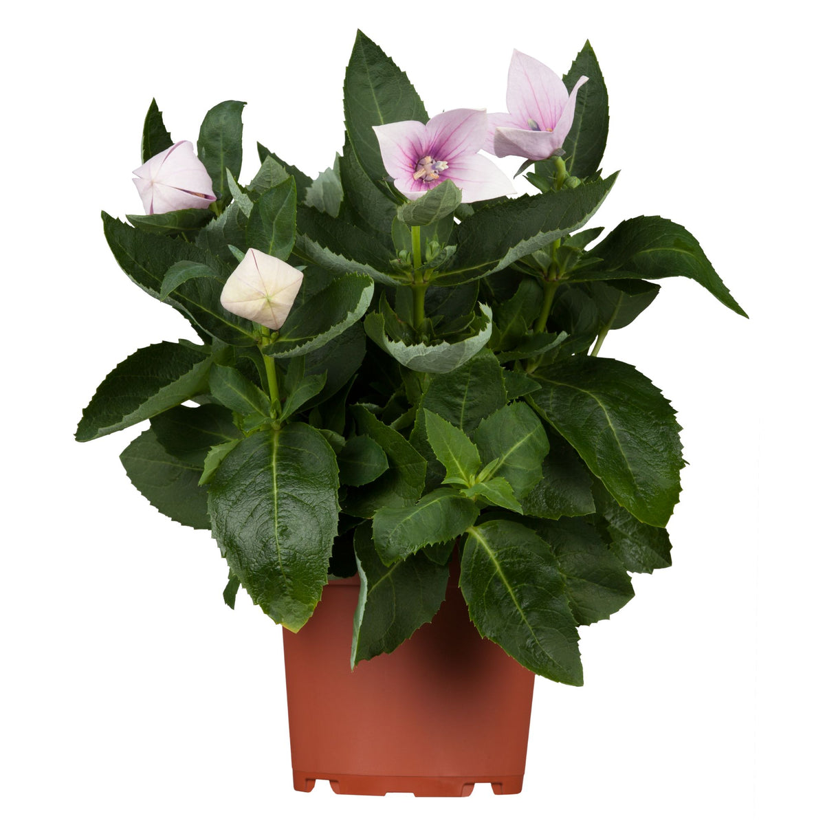 Ballonblume (Platycodon grandiflorus) - Rosa - sommergrün - winterhart | Bild 1