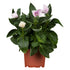 Ballonblume (Platycodon grandiflorus) - Rosa - sommergrün - winterhart | Bild 1