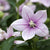 Ballonblume (Platycodon grandiflorus) - Rosa - sommergrün - winterhart | Bild 2