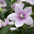 Ballonblume (Platycodon grandiflorus) - Rosa - sommergrün - winterhart | Bild 2