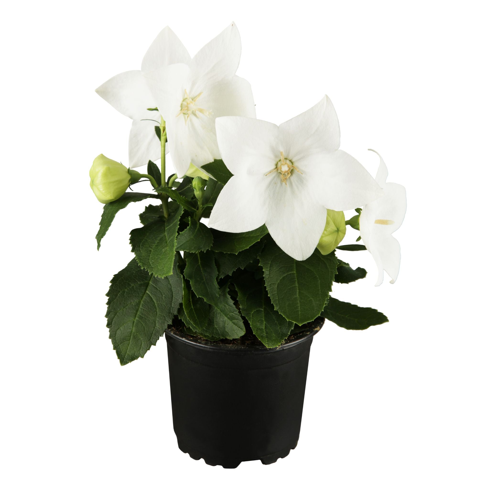 Ballonblume (Platycodon grandiflorus) - Weiß - sommergrün - winterhart | Bild 1
