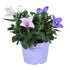 Ballonblume 'Trio' (Platycodon grandiflorus) - Blau - sommergrün - winterhart | Bild 1
