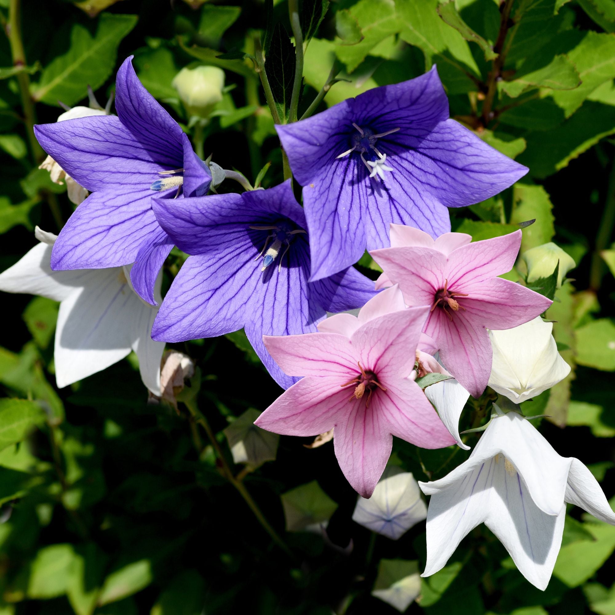Ballonblume 'Trio' (Platycodon grandiflorus) - Blau - sommergrün - winterhart | Bild 2