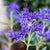 Bartblume 'Dark Knight' (Caryopteris x clandonensis 'Dark Knight') - Blau - winterhart | Bild 1