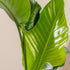 Baumstrelitzie 'Nicolai' (Strelitzia 'Nicolai') - Grün - immergrün | Bild 2