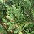 Baumzypresse 'Castlewellan Gold' (Cupressocyparis leylandii 'Castlewellan Gold') - Grün - immergrün - winterhart | Bild 1