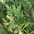 Baumzypresse 'Castlewellan Gold' (Cupressocyparis leylandii 'Castlewellan Gold') - Grün - immergrün - winterhart | Bild 2