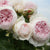 Beetrose 'Herzogin Christiana®' (Rosa Hybriden 'Herzogin Christiana®') - Weiß - winterhart | Bild 1