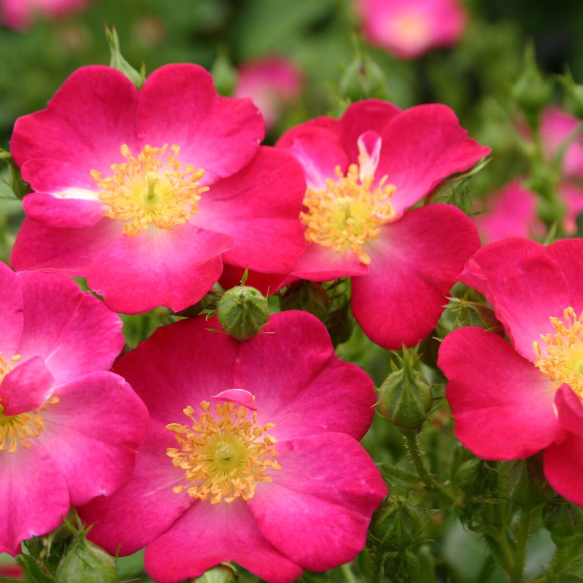 Beetrose 'Lupo®' (Rosa Hybriden 'Lupo®') - Violett - winterhart | Bild 1